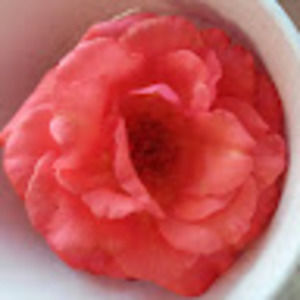 Meet your Posher, Perish